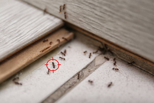 Best Pest Control Near Me in Dix Hills, NY